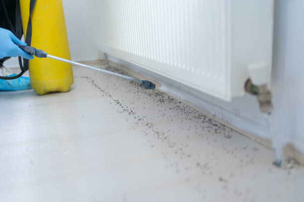 Best Local Pest Control Services  in Parkwood, CA